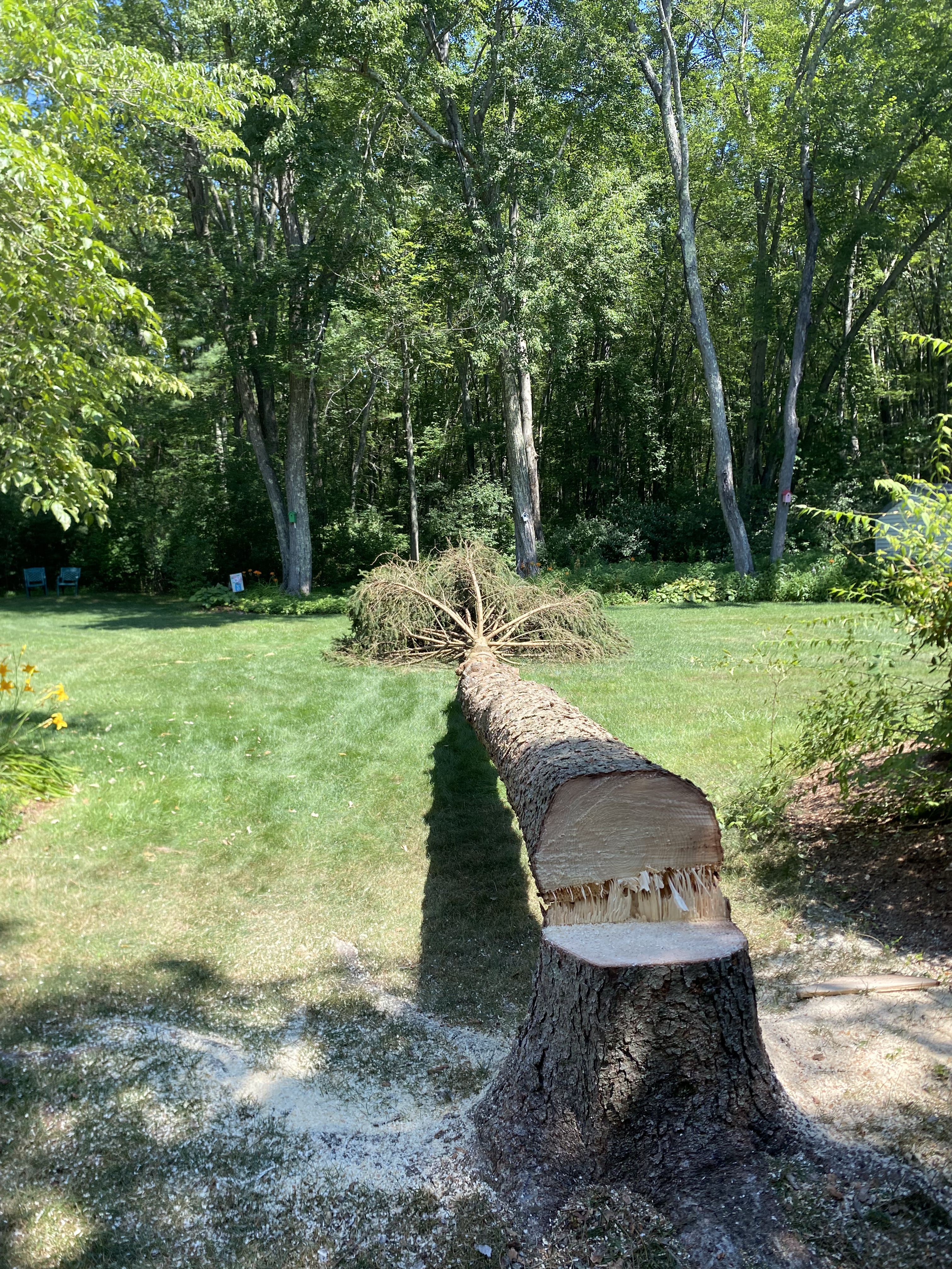 Tree Service